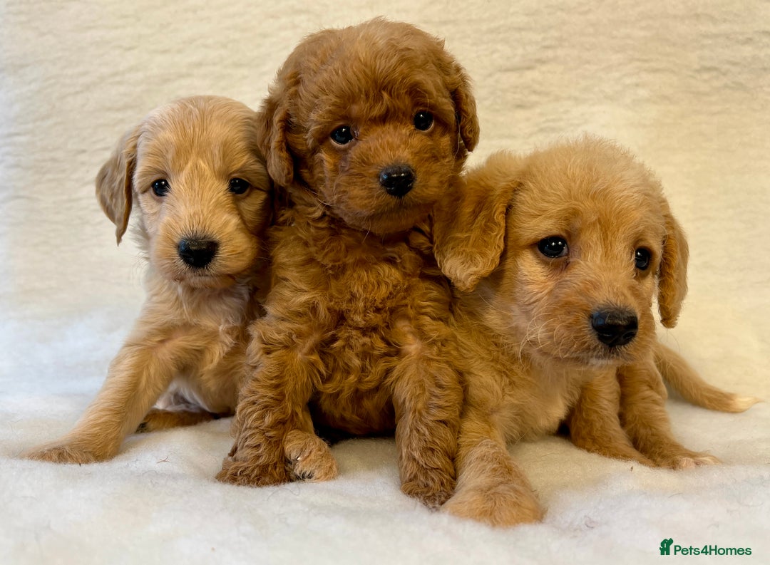 Labradoodle dogs for sale: Stunning F1b mini labradoodles  - Image 14