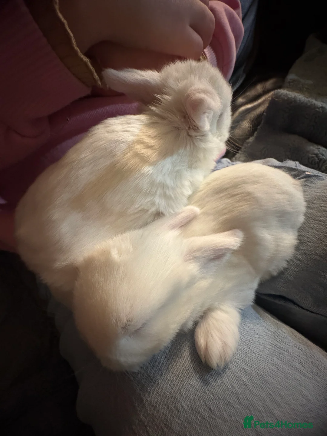 Mixed Breed rabbits for sale: 4 baby rabbits  - Advert 4