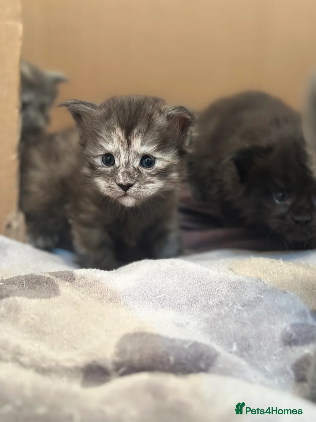 Maine Coon cats for sale: Stunning TICA Registered Maine Coon Kittens - Advert 18