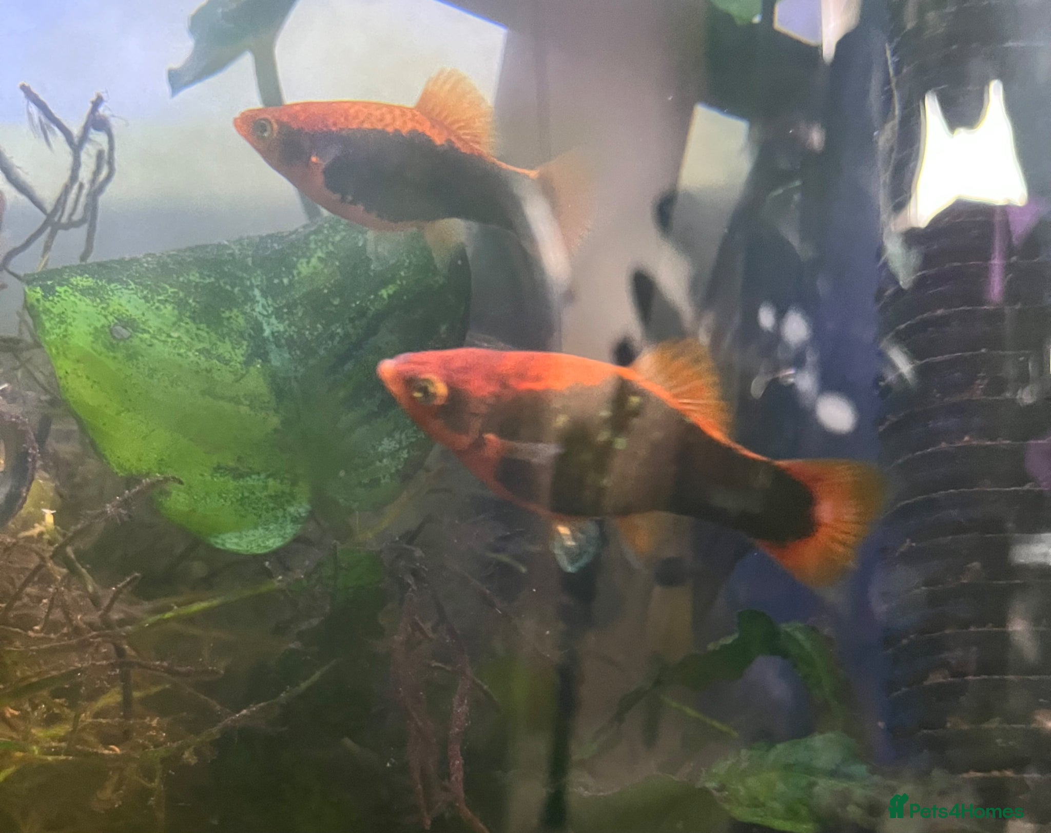 Platies fish Platies of various ages and sizes  - Advert 18