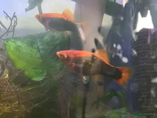 Platies fish Platies of various ages and sizes - Advert 18