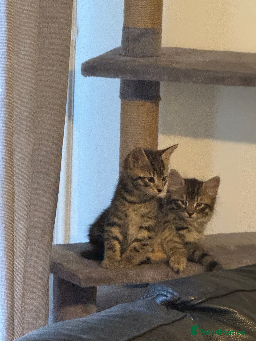 Mixed Breed cats for sale: Lovely little tabby kittens - Image 1