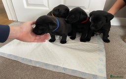 Labrador Retriever dogs for sale: Black Labrador Puppies - Advert 7
