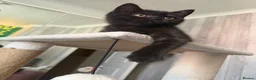 Scottish Fold cats for sale: Beautiful Scottish Fold & Straight Female Kittens - Advert 18