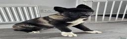 Akita dogs for sale: Kc registered big boy! - Advert 4