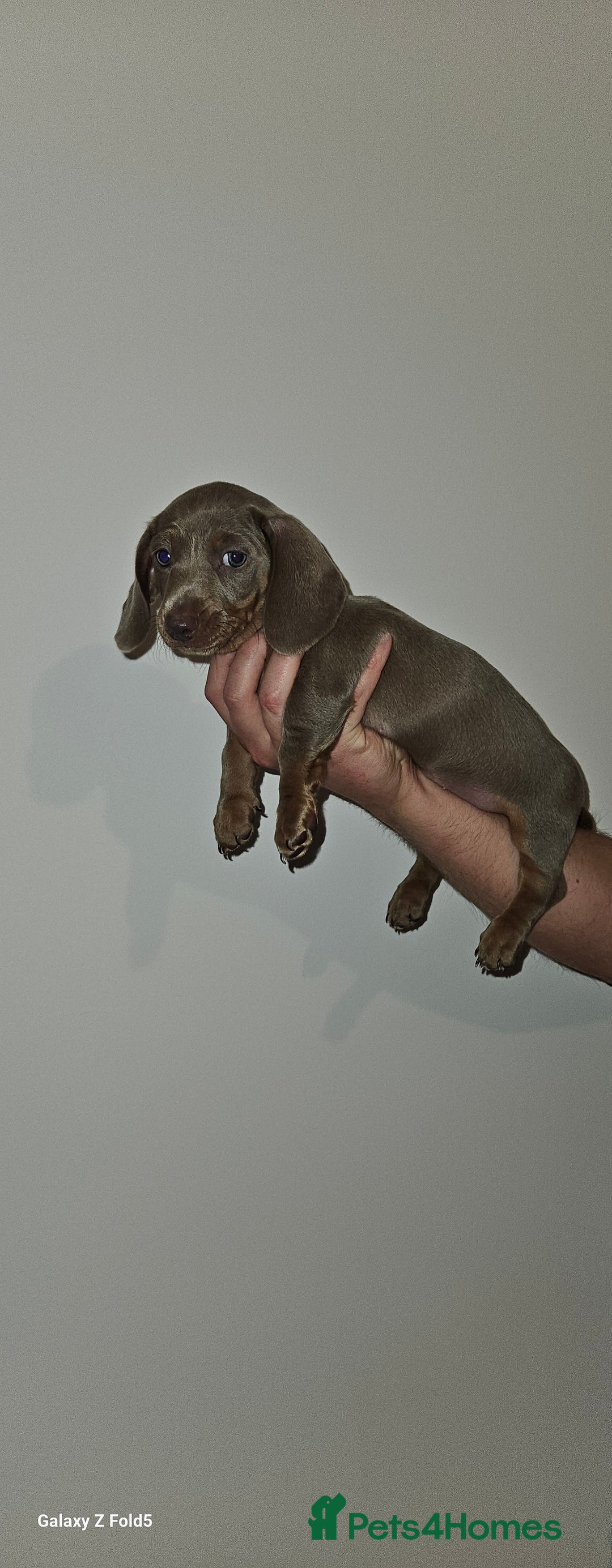 Miniature Dachshund dogs for sale: Silver and Tan Miniature Dachshunds  - Image 14