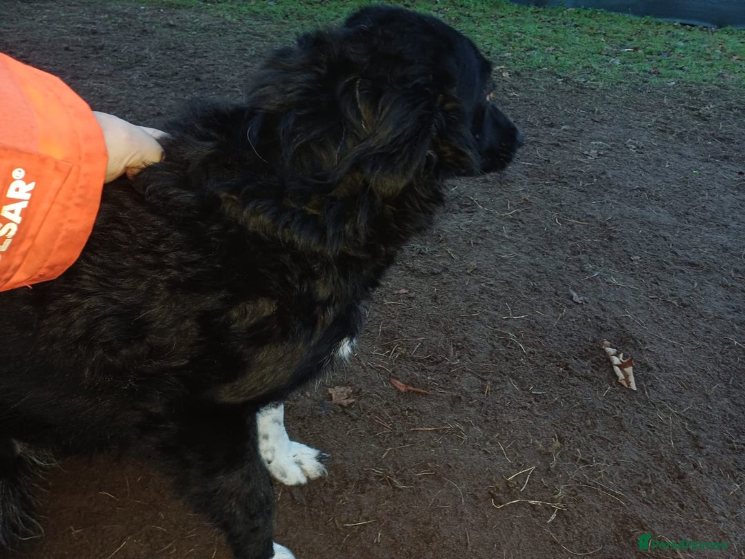 Mixed Breed dogs for adoption: Daisy, a Beautiful Soul - for a Loving Home - Advert 18