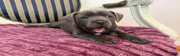 Staffordshire Bull Terrier dogs for sale: Premium RKC Staffordshire Bull Terrier Puppies 3 in Peterborough - Advert 21