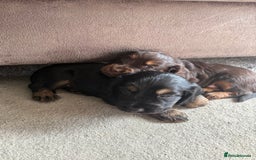 Cocker Spaniel dogs for sale: 3 Adorable kc reg working cocker spaniel puppies  - Image 13