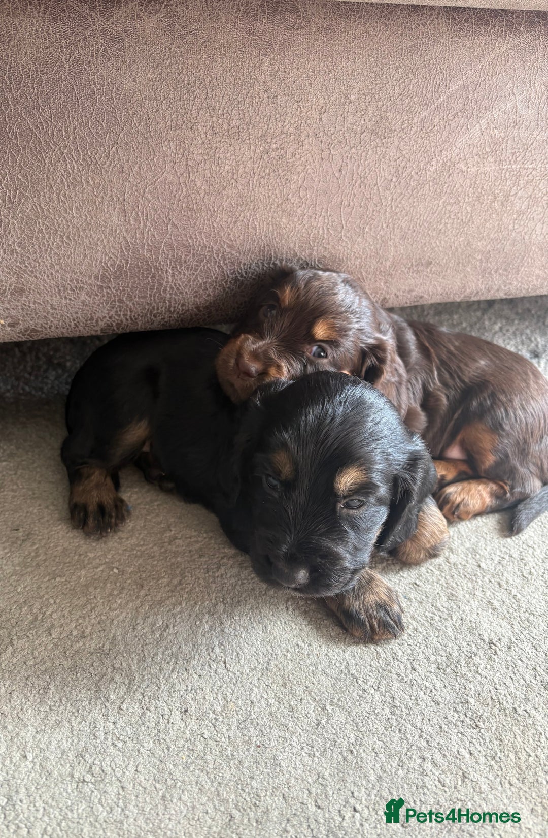 Cocker Spaniel dogs for sale: 3 Adorable kc reg working cocker spaniel puppies  - Image 13