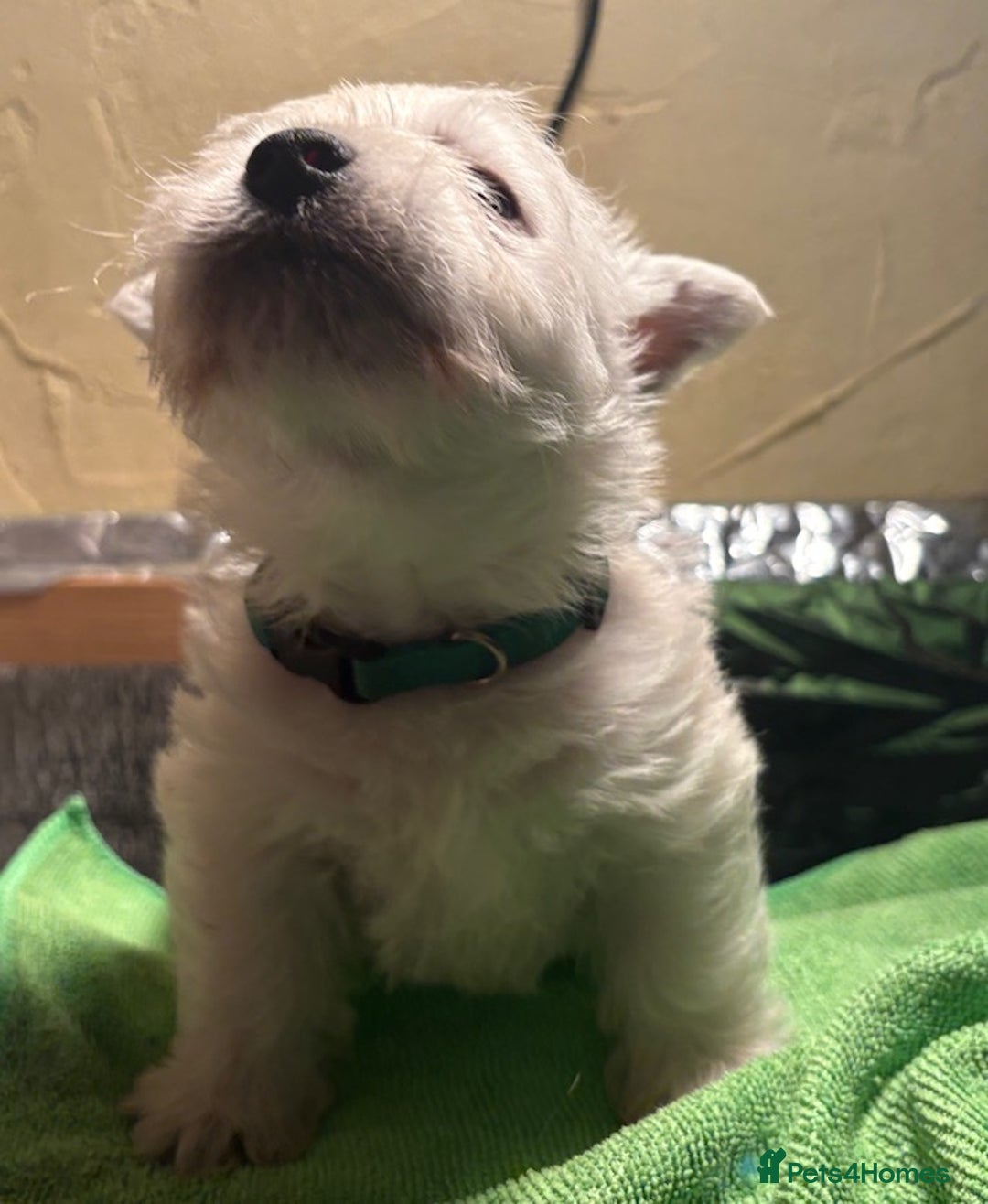 West Highland Terrier dogs for sale: Winsome Westies from a 5 Star Registered Breeder  - Advert 4
