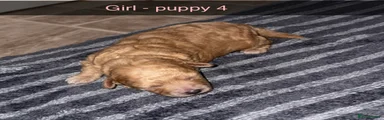 Poochon 4