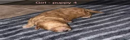 Poochon dogs for sale: Tiny adorable poochon - Advert 6