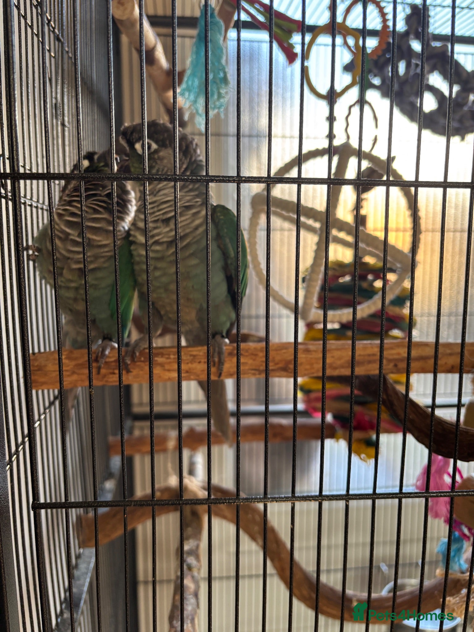 Conures birds Pair of green cheek conures - Advert 1