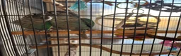 Conures birds for sale: Pair of green cheek conures in Stevenage - Advert 1