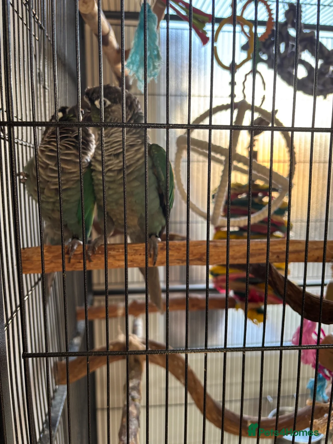 Conures birds for sale: Pair of green cheek conures in Stevenage - Advert 1