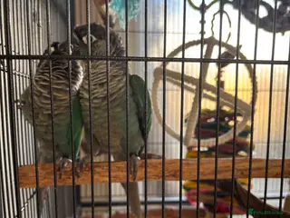 Conures birds Pair of green cheek conures - Advert 1