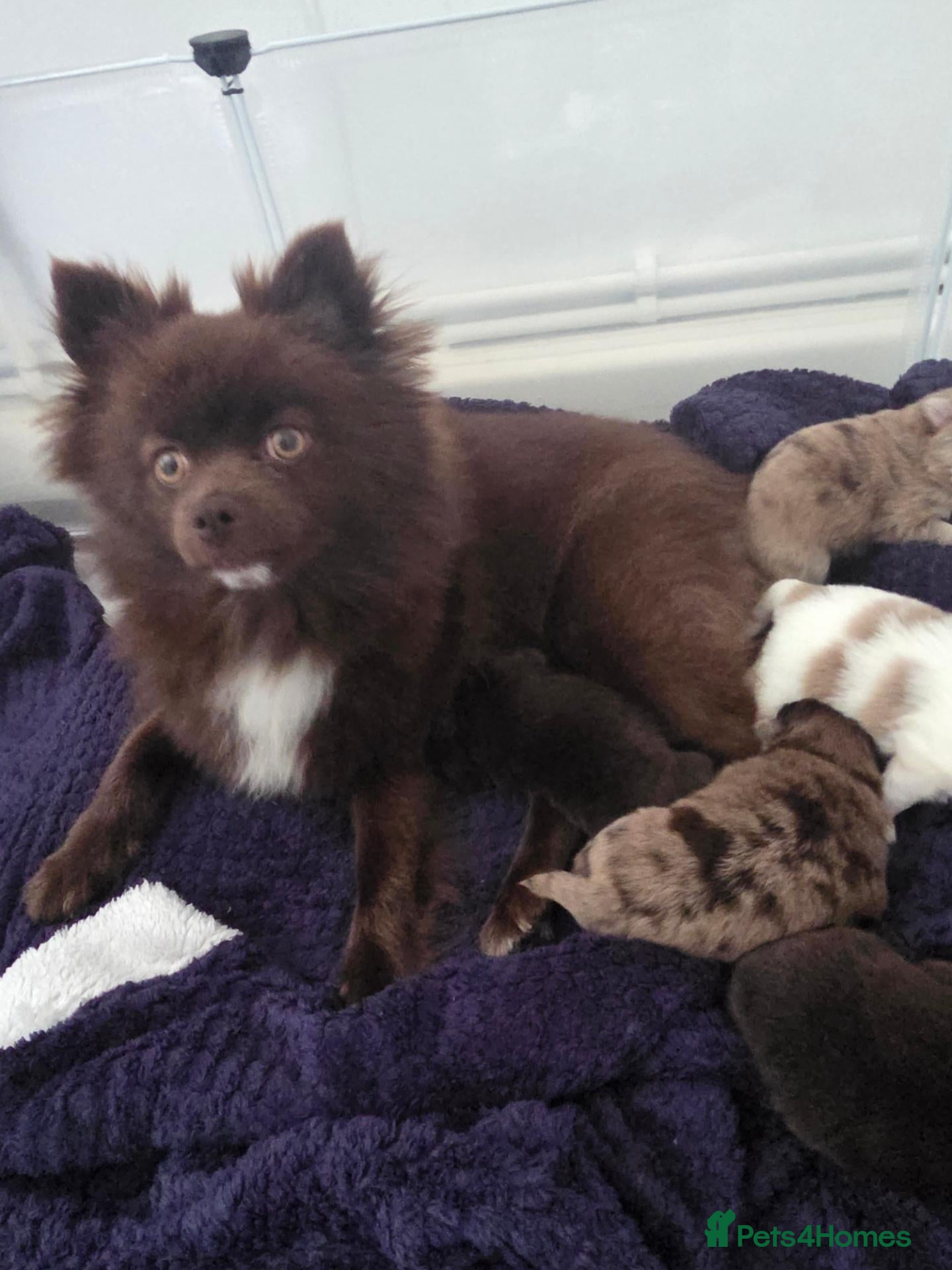 Pomeranian dogs Rare blue eye pom  - Advert 1