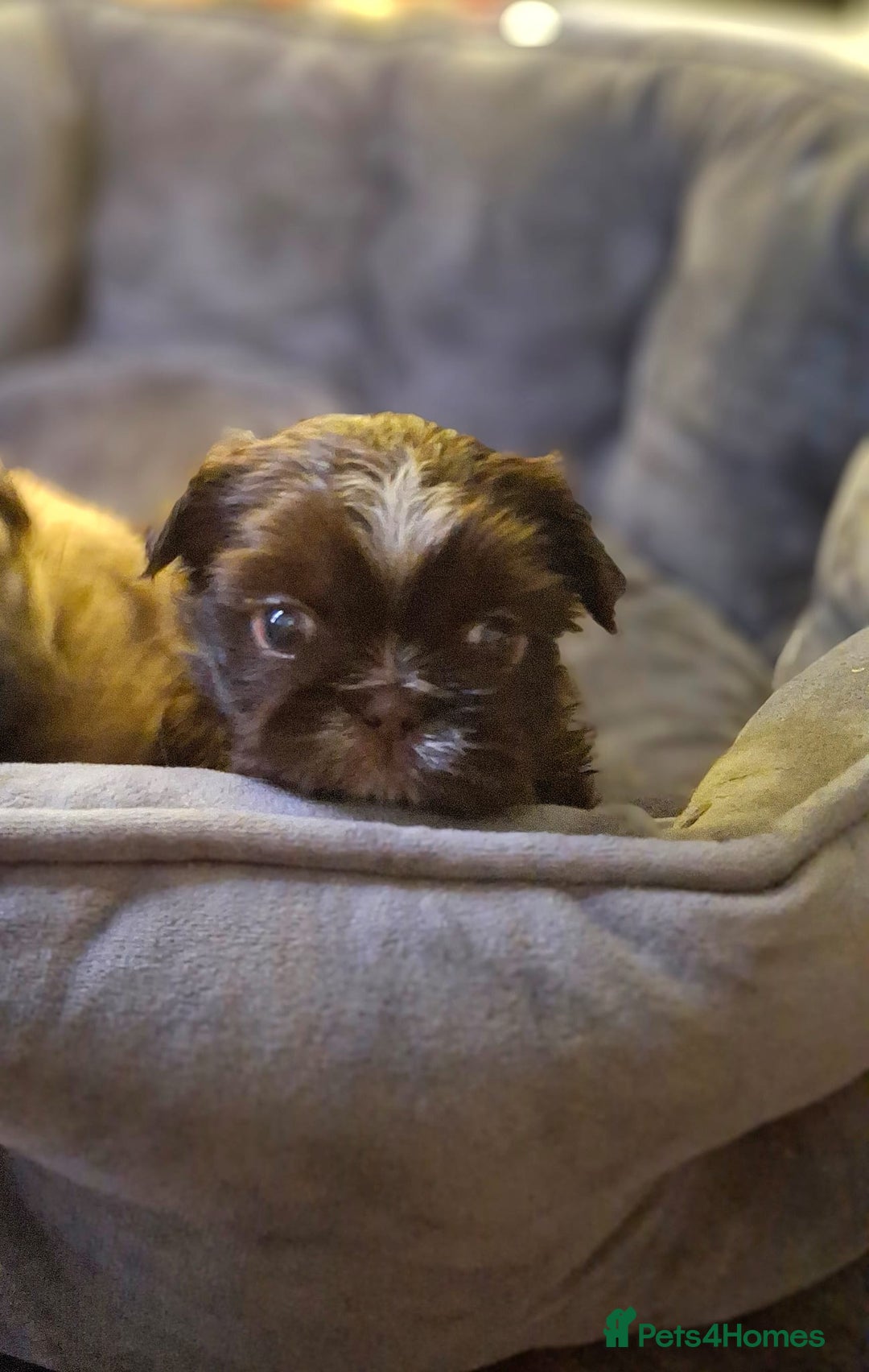Shih Tzu dogs for sale: KC Reg Imperial Shih Tzu Puppies –  **  Ready - Advert 2