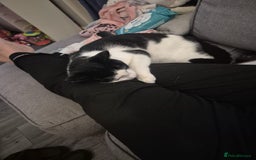 British Shorthair cats for sale: 1xmale black & white and 1xfemale Calico colours  - Image 9