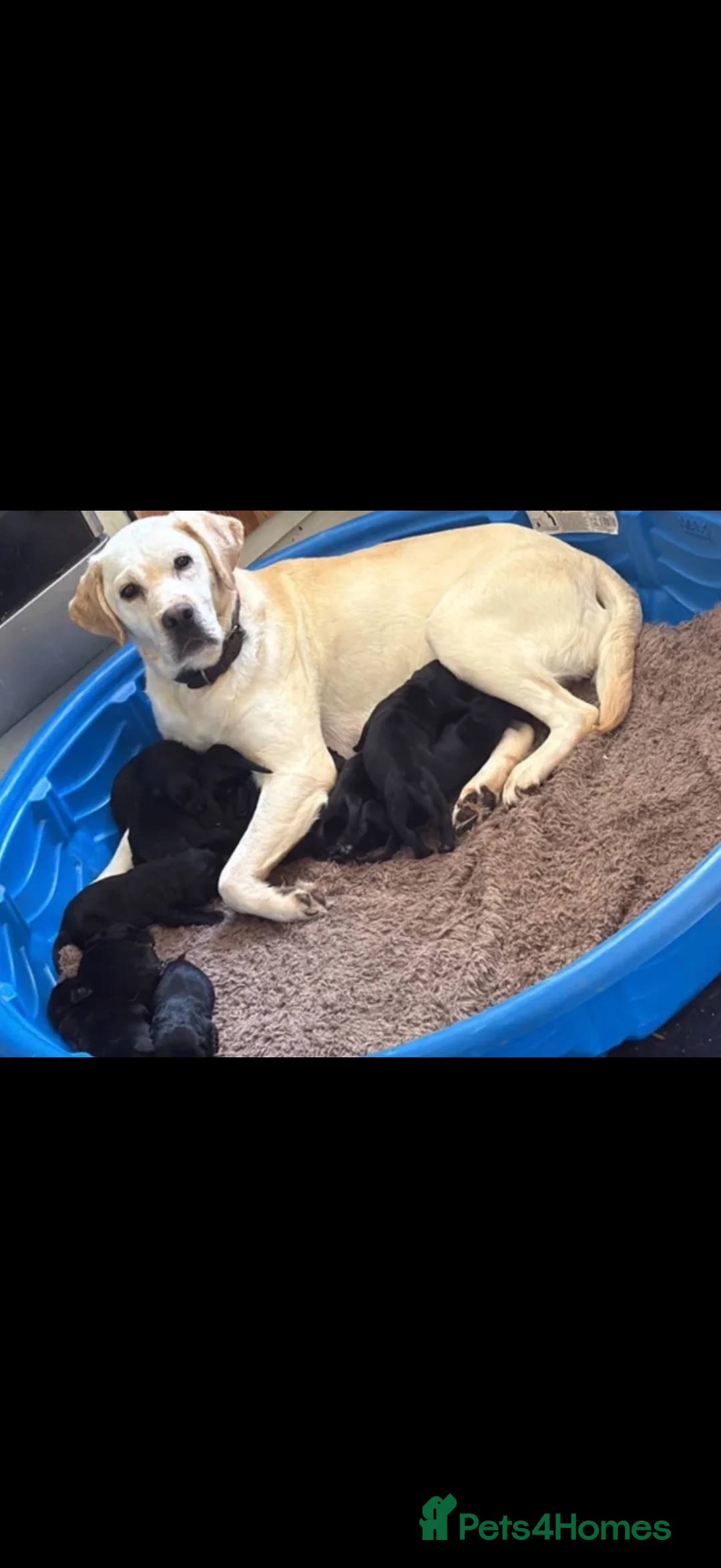 Springador dogs for sale: Springador pups 3 boys 5 girls available  - Advert 2