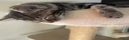 Mixed Breed cats for sale: Lovely litter of kitties looking for forever homes - Advert 11
