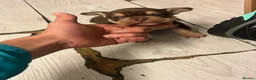 American Bully dogs for sale: Nano bully 2 females  - Advert 11