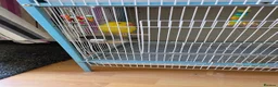 Ringnecks birds for sale: Ringneck parrot in Bradford - Advert 5