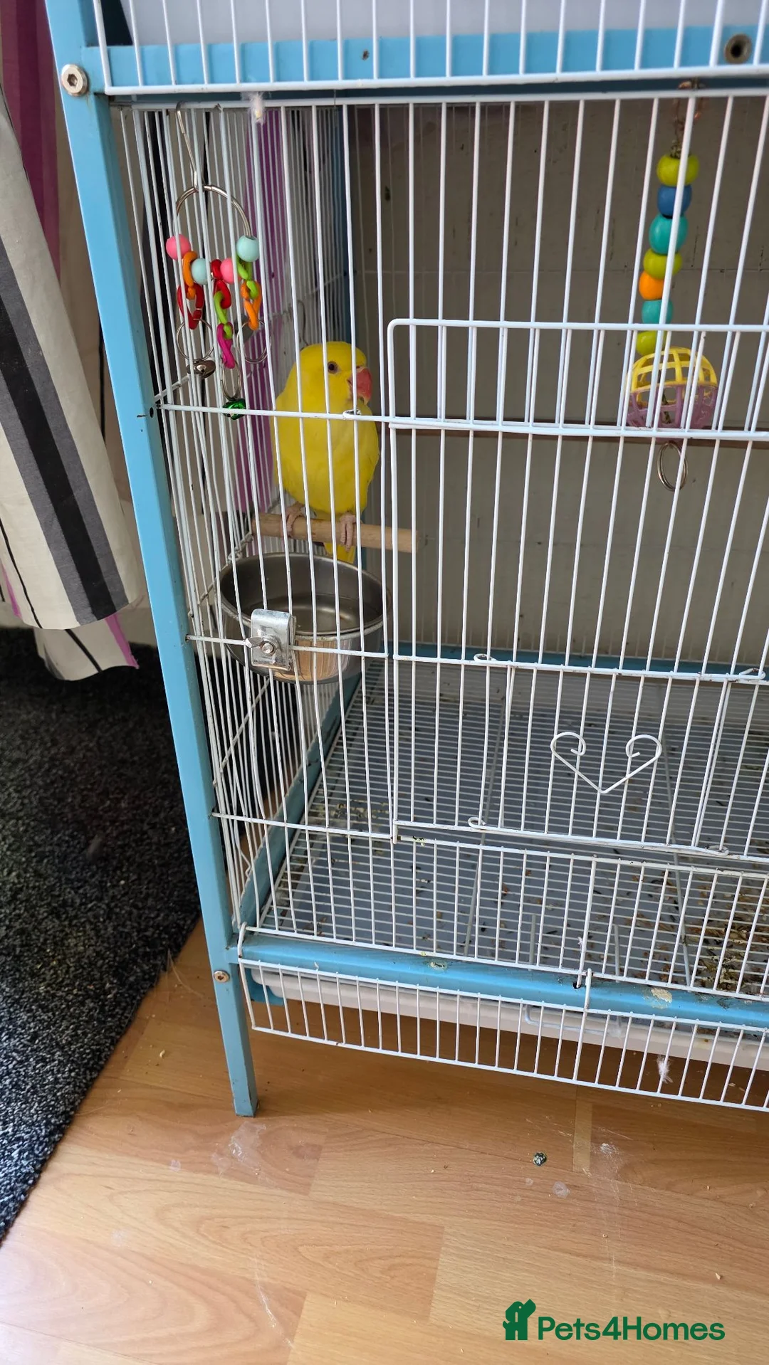 Ringnecks birds for sale: Ringneck parrot in Bradford - Advert 5