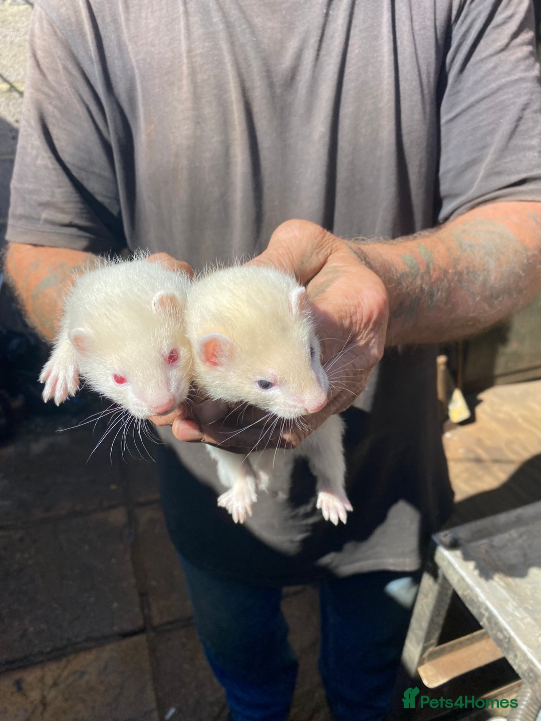 Ferret rodents for sale: Ferrets for sale  - Image 4