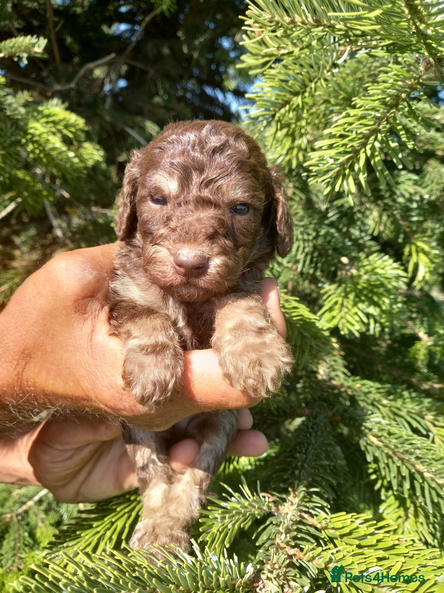 Labradoodle dogs 😃Straightforward, respectful,decisive buyers only - Advert 2