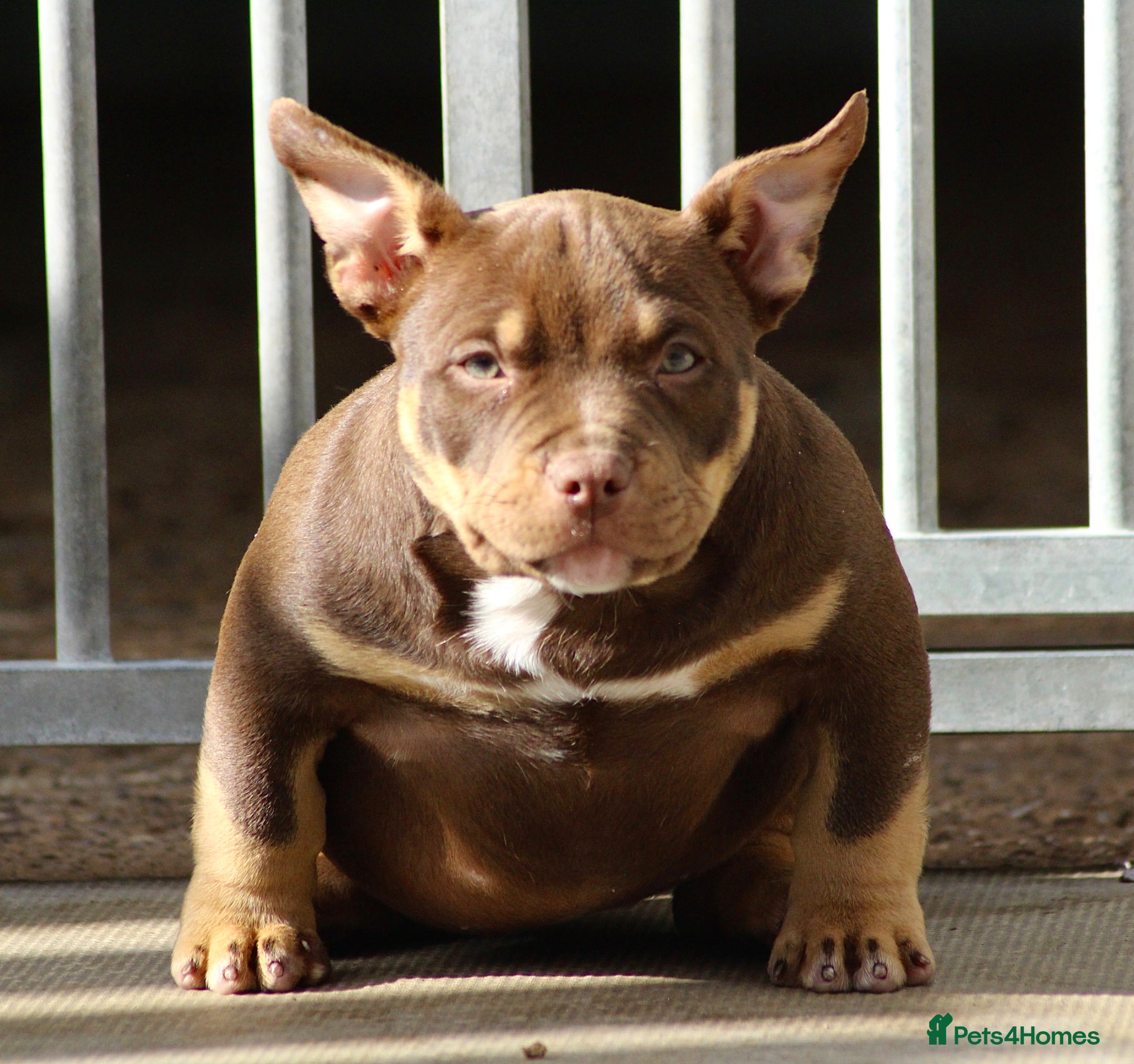 American Bully dogs American Bullys READY NOW  - Advert 10