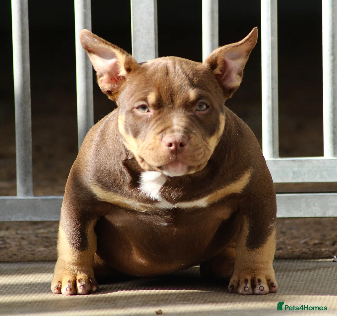 American Bully dogs for sale: American Bullys READY NOW  - Advert 1