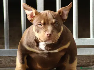American Bully dogs American Bullys READY NOW - Advert 10