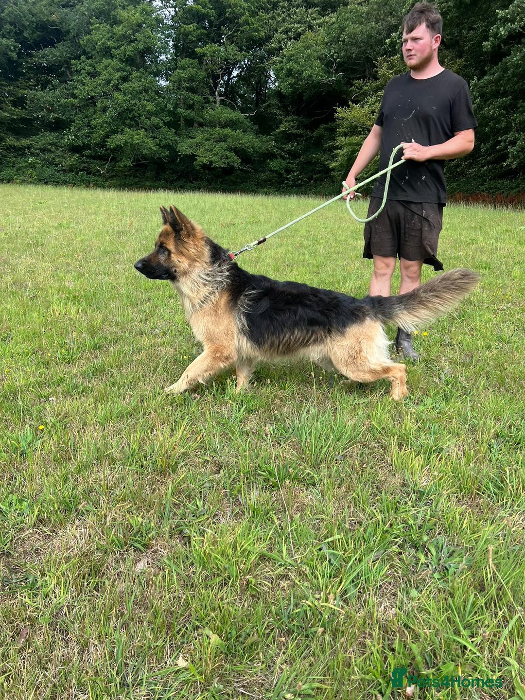 German Shepherd dogs for sale: German Shepherd puppies Kc registered  - Advert 11