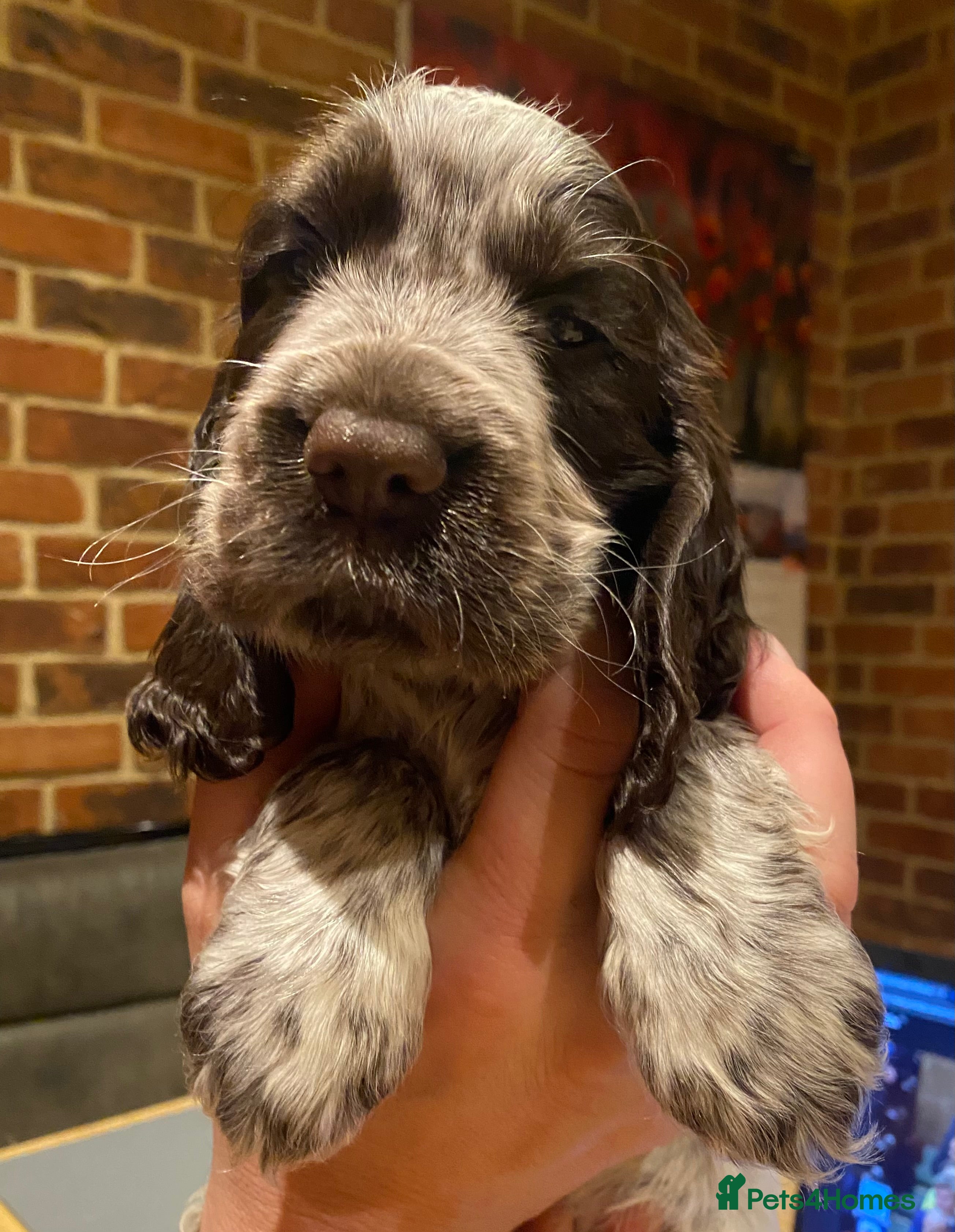 Cocker Spaniel dogs Lovely show Cocker spaniel puppies 🐶  - Advert 13