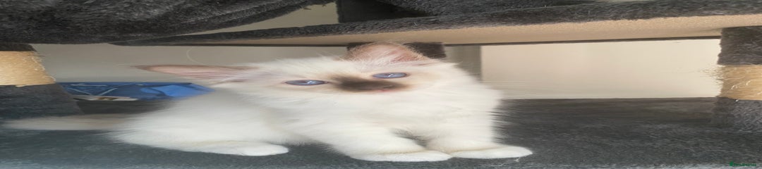Birman Kitten 3