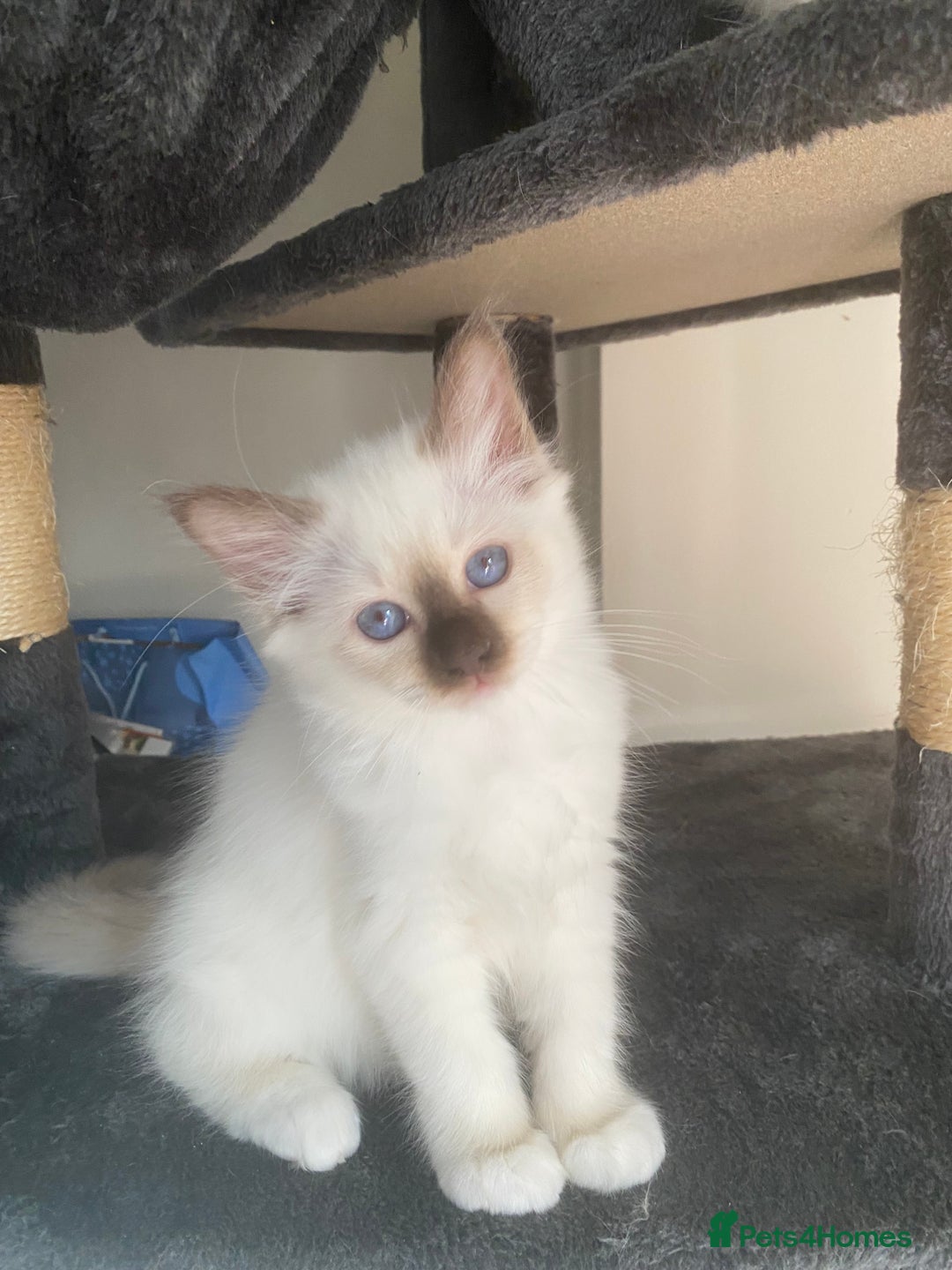 Birman cats for sale: Mrs Mary T. - Image 4