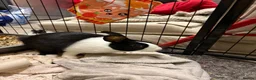 Dutch rabbits for sale: 4 month bunny+ all accessories for sale in Spennymoor - Advert 4