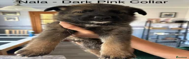 German Shepherd 2