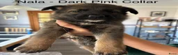 German Shepherd dogs for sale: Pure pedigree KC registered German shepard puppies - Advert 5