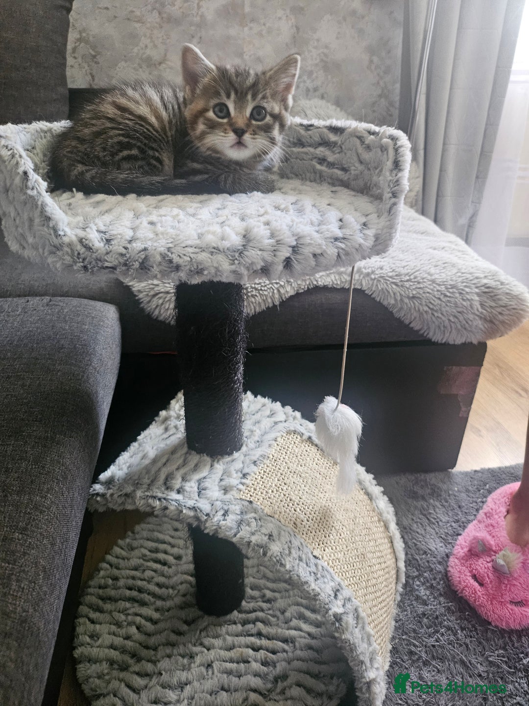 European cats for sale: Female tabby europian shorthair mixed kitten 🏡  - Image 12