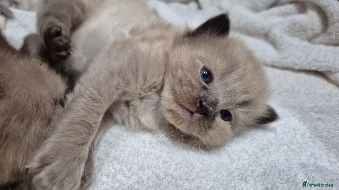 Ragdoll cats for sale: Adorable Ragdoll Kittens for sale - Advert 10