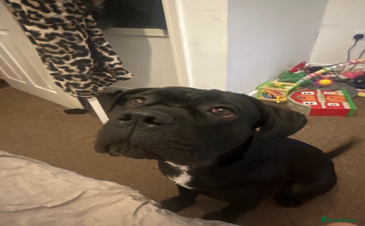 Cane Corso dogs Black cane Corso  - Advert 4