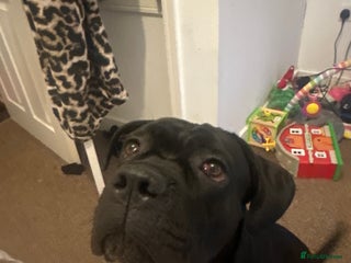 Cane Corso dogs for stud: Black cane Corso - Advert 1