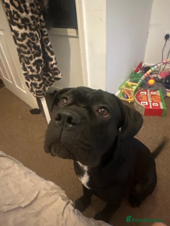 Cane Corso dogs Black cane Corso - Advert 1