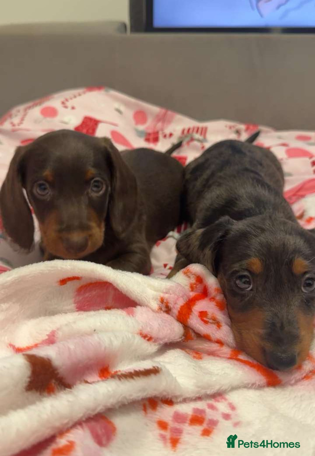 Doxiepoo dogs for sale: Stunning doxiepoos ready November 3rd - Image 5