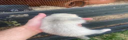 Ferret rodents for sale: Micro ferret Hobs - Advert 4