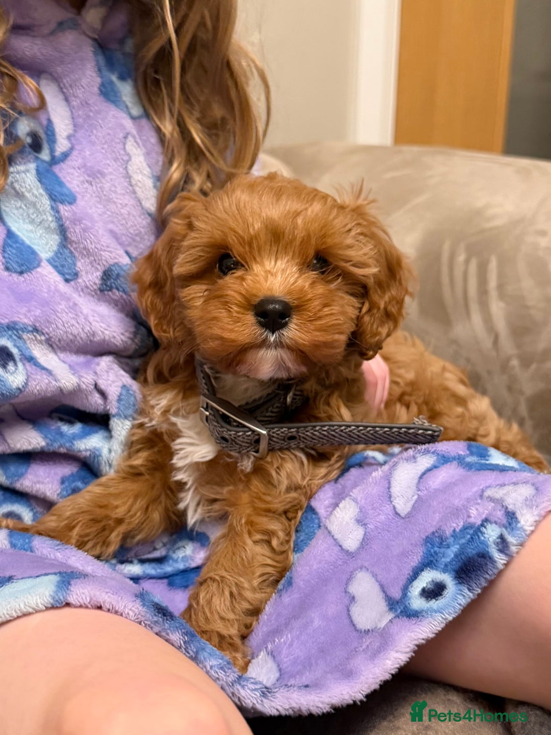 Cavapoo dogs for sale: F1 Cavapoo  - Advert 1