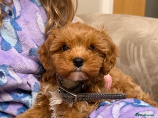 Cavapoo dogs F1 Cavapoo - Advert 1